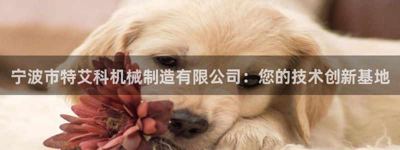 云顶国际服手游